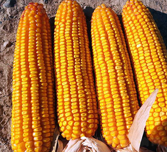 ����39-���׷N��-�|��