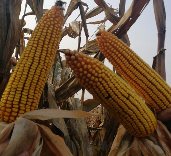 �|��608-���׷N��-�|��