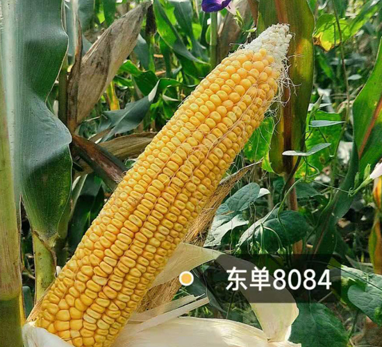 �|��8084-���׷N��-�|��