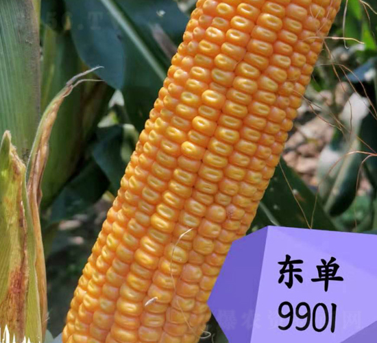 �|��9901-���׷N��-�|��