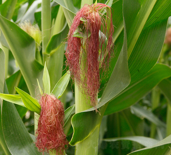 �|��817-���׷N��-�|��