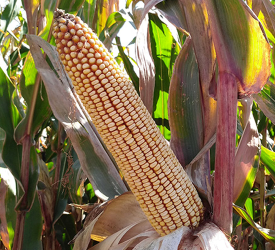 �|��213-���׷N��-�|��