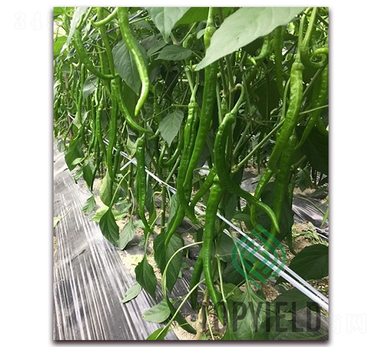 �L�S11̖-�����N��-�S�ǷN�I(y��)