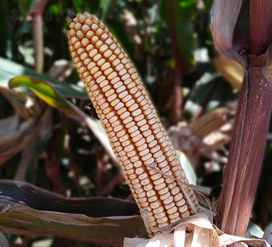 �|��189-���׷N��-�|��