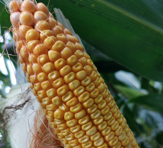 �|��1778-���׷N��-�|��