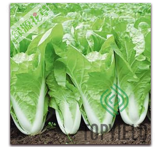 ���101-�ײ˷N��-�S�ǷN�I(y��)