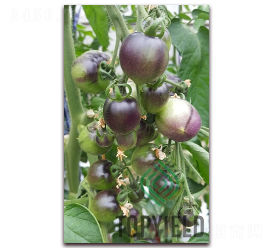 ��ؐ��-���ѷN��-�S�ǷN�I(y��)