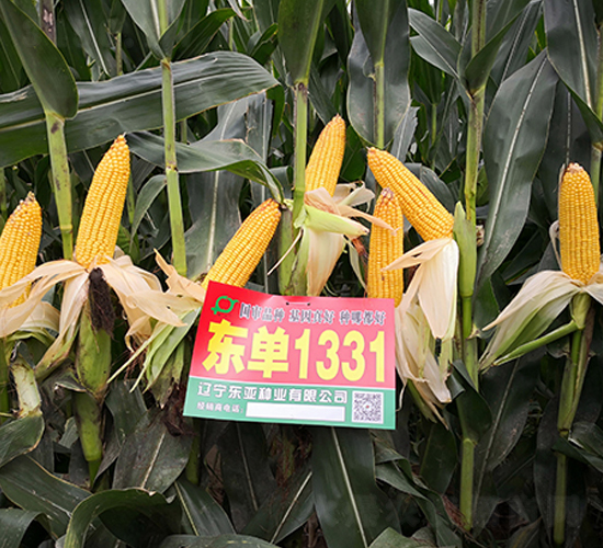 �|��1331-���׷N��-�|��