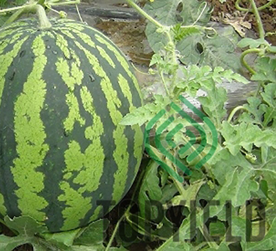 �S��8̖-���ϷN��-�S�ǷN�I(y��)