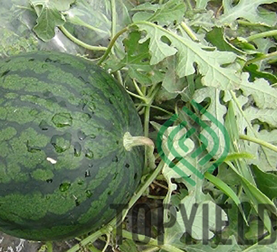 �S��1̖-���ϷN��-�S�ǷN�I(y��)