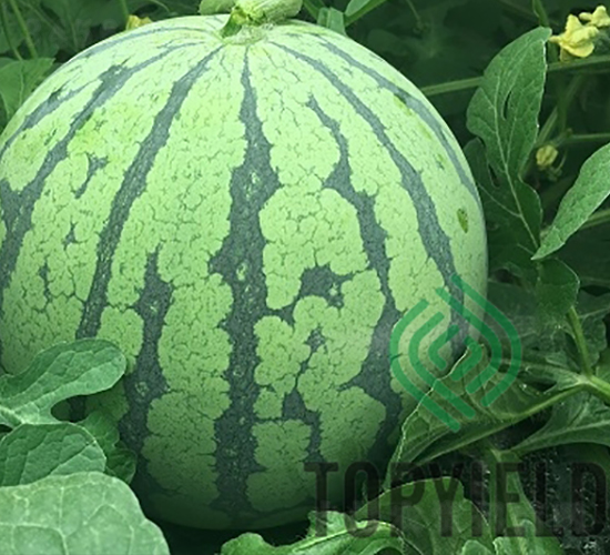 ��8424-���ϷN��-�S�ǷN�I(y��)