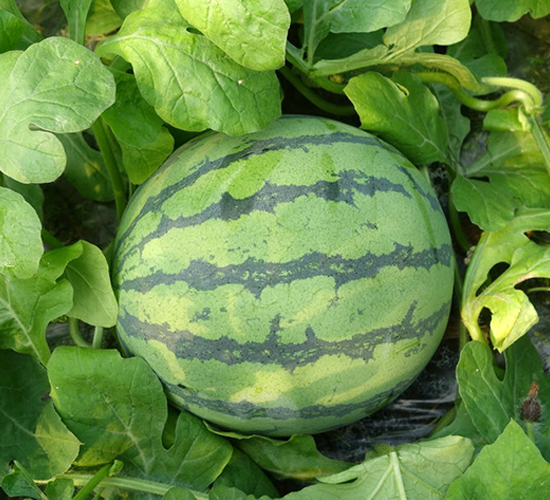 ���3̖-���ϷN��-�S�ǷN�I(y��)