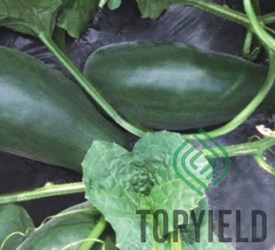 �S��1608-��ϷN��-�S�ǷN�I(y��)