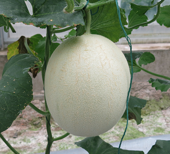 ���55-��ϷN��-�S�ǷN�I(y��)