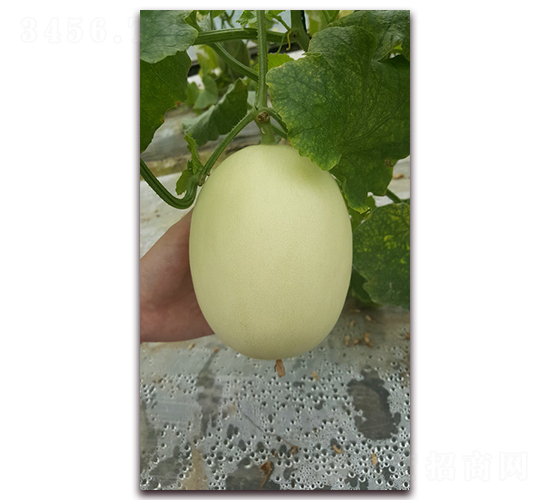 ���y��2̖-��ϷN��-�S�ǷN�I(y��)