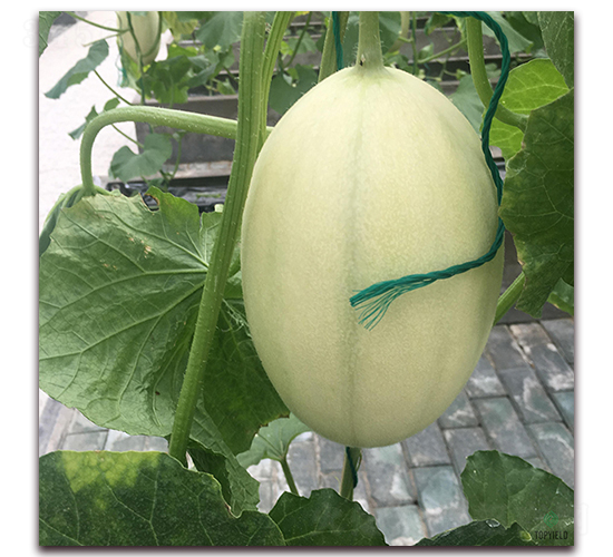 �S��1̖-��ϷN��-�S�ǷN�I(y��)