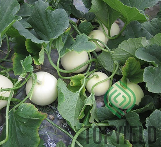 ���8̖(h��o)-��ϷN��-�S�ǷN�I(y��)