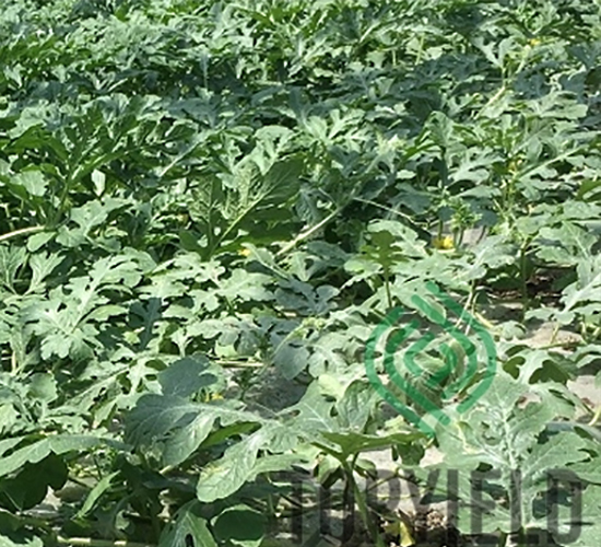 Ұţ1̖(h��o)-��ľ�N��-�S�ǷN�I(y��)