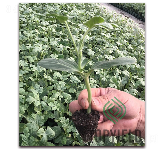 ���5̖(h��o)-��ľ�N��-�S�ǷN�I(y��)