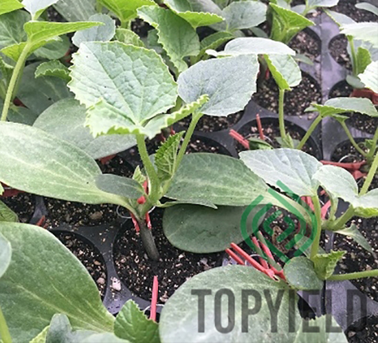 ˼?j��)?̖(h��o)-��ľ�N��-�S�ǷN�I(y��)