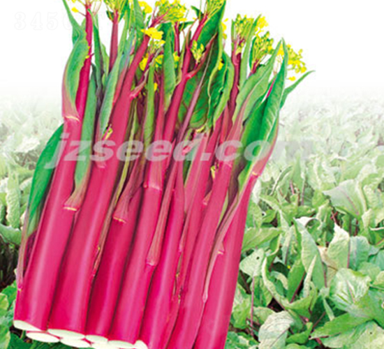 �¼t�s60-��޷�N��-�F(xi��n)���N�I(y��)