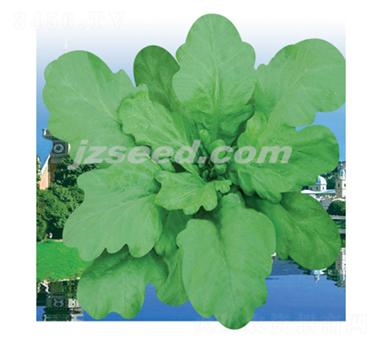 ̩�����~����-����N��-�F(xi��n)���N�I(y��)