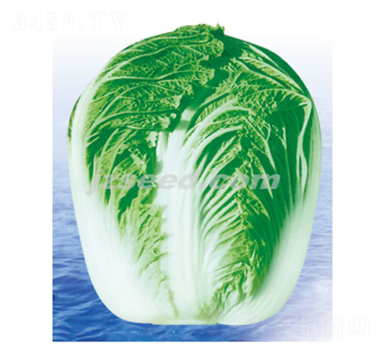 �n�����-�ײ˷N��-�F(xi��n)���N�I(y��)