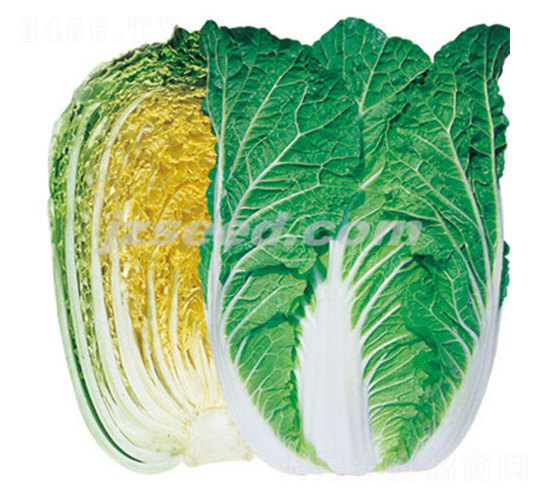 ��-�ײ˷N��-�F(xi��n)���N�I(y��)