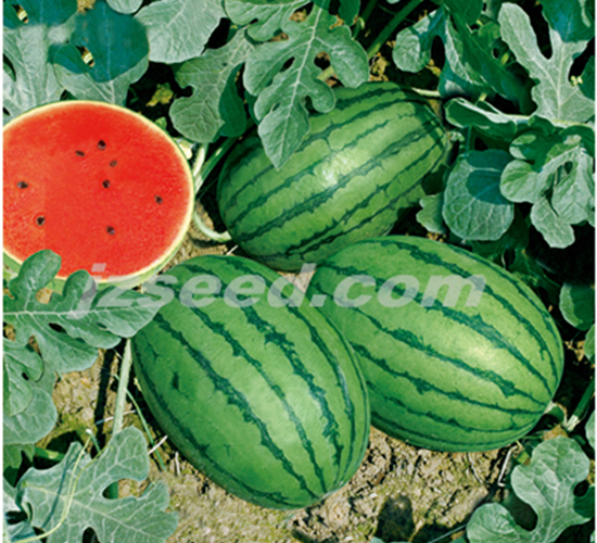 ̩���t��-���ϷN��-�F(xi��n)���N�I(y��)