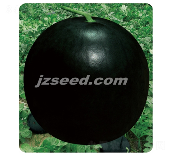 ���ۺڹ�-���ϷN��-�F(xi��n)���N�I(y��)