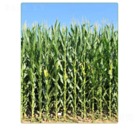 ����KWS2564-���׷N��-�A���N�I(y��)