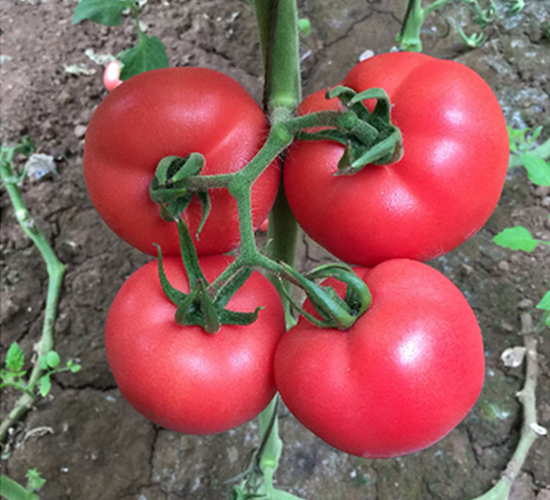 DLR-�x�v-���ѷN��-������