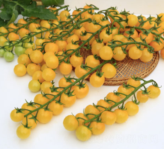 DLR-�S��3̖-���ѷN��-������