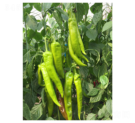 DLR-�Z��117-�����N��-������