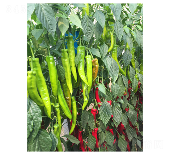 DLR-�Z��101-�����N��-������