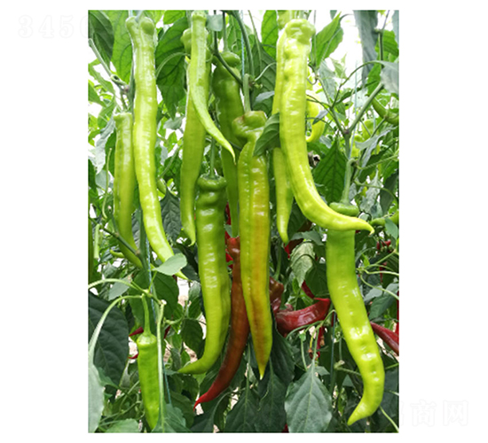 DLR-�Z��115-�����N��-������