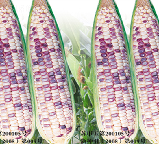 ���ϻ�Ŵ-���׷N��-���߷N��