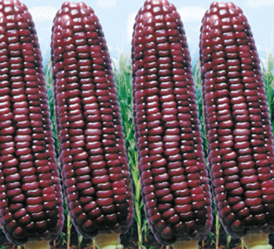 ������Ŵ-���׷N��-���߷N��