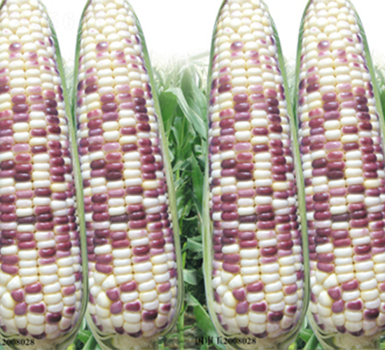 �K�ƻ�Ŵ2008-���׷N��-���߷N��