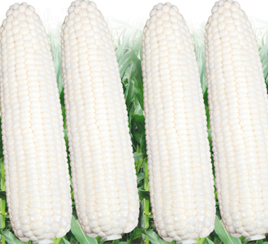 �K��Ŵ2̖-���׷N��-���߷N��