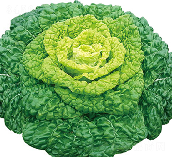 ����2̖-�ײ˷N��-���߷N��