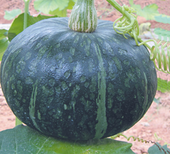 �G����-�ϹϷN��-���߷N��