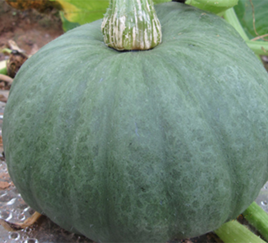 ������-�ϹϷN��-���߷N��