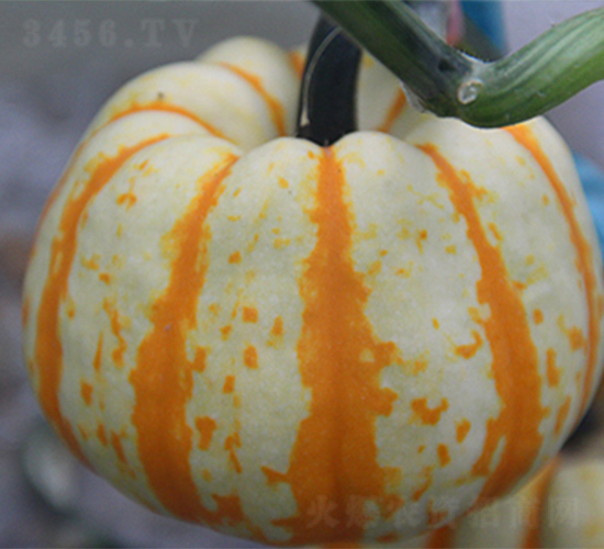 ���S��-�ϹϷN��-���߷N��