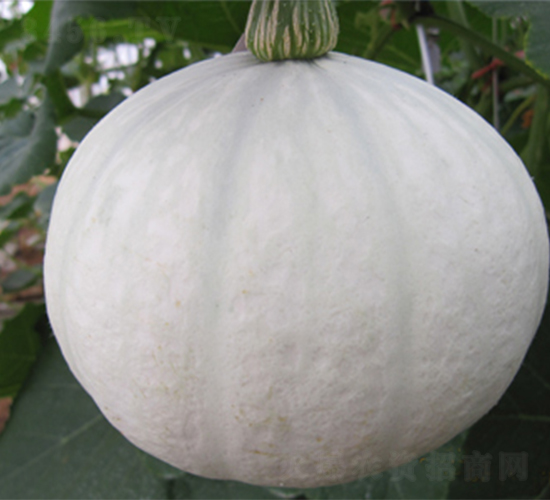 ������-�ϹϷN��-���߷N��