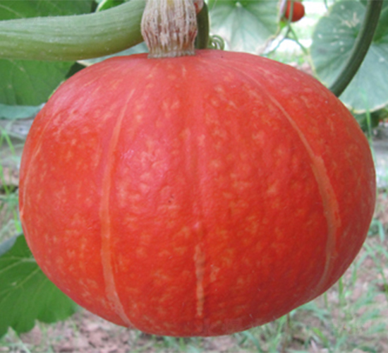 �t����-�ϹϷN��-���߷N��