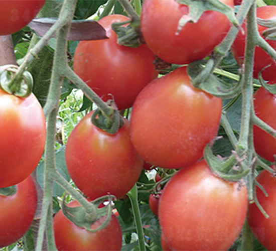 �������-���ѷN��-���߷N��