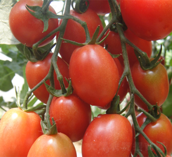 ��������-���ѷN��-���߷N��