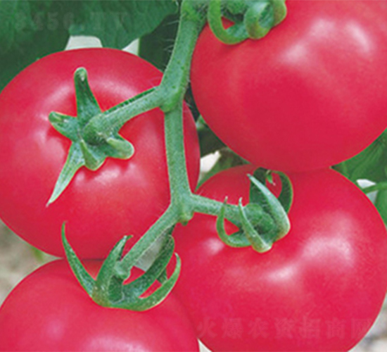 ���r(n��ng)2̖(h��o)-���ѷN��-���߷N��