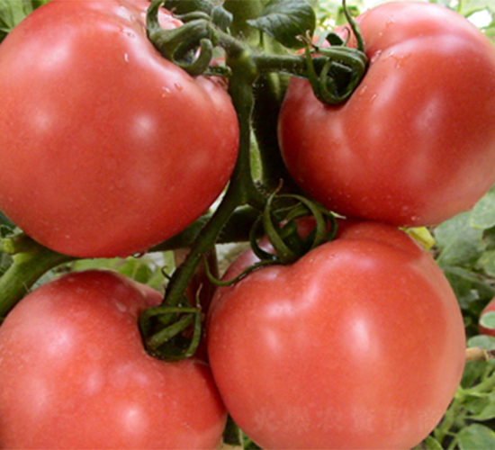 �K��11̖-���ѷN��-���߷N��